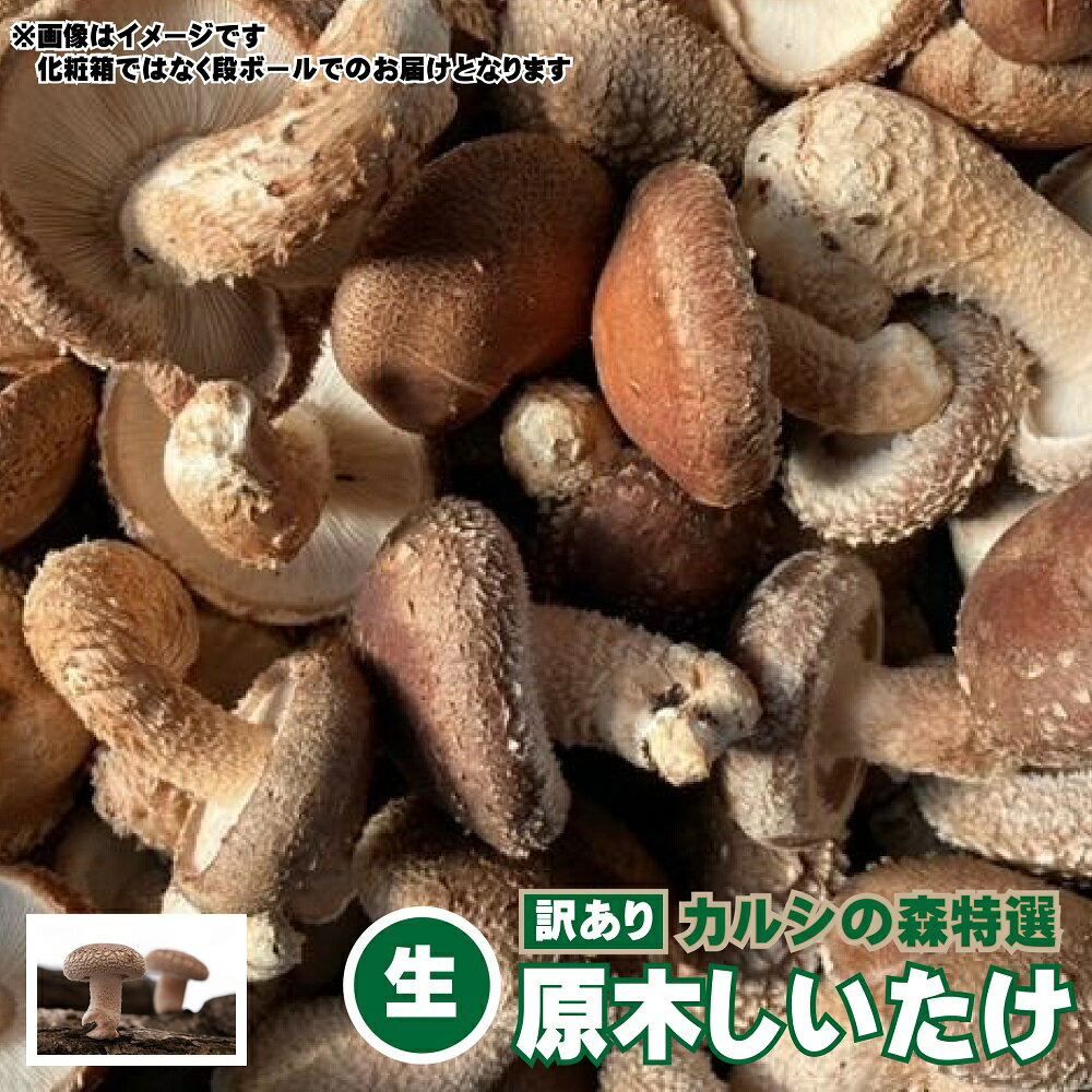 【ふるさと納税】【訳あり】カルシの森特選 原木しいたけ（生）＜選べる＞約1kg／約2kg 原木椎茸 しいたけ 椎茸 肉厚 濃厚 野菜 北海道 新得町 送料無料【Y-1005】