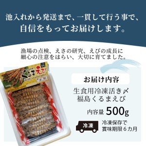 生食用冷凍活き〆福島くるまえび500ｇ【B2-134】（車海老 車エビ 車えび くるまえび クルマエビ 海老 エビ えび 養殖 海鮮 魚介類 長崎 松浦市）