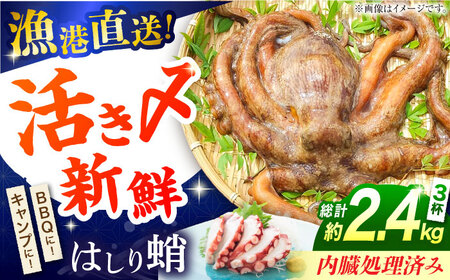 【着日指定】島原半島 はしり蛸(中たこ) 3杯　約2400g / タコ　新鮮　海鮮物　刺し身　揚げ物　酢物　キャンプ　BBQ / 南島原市 / 深江町漁業協同組合[SBO005]