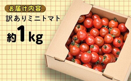 【訳あり】ミニトマト 約1kg (2S～3Lサイズ混合) トマト フルーツトマト 産地直送 甘いトマト 熟成トマト F21W-491