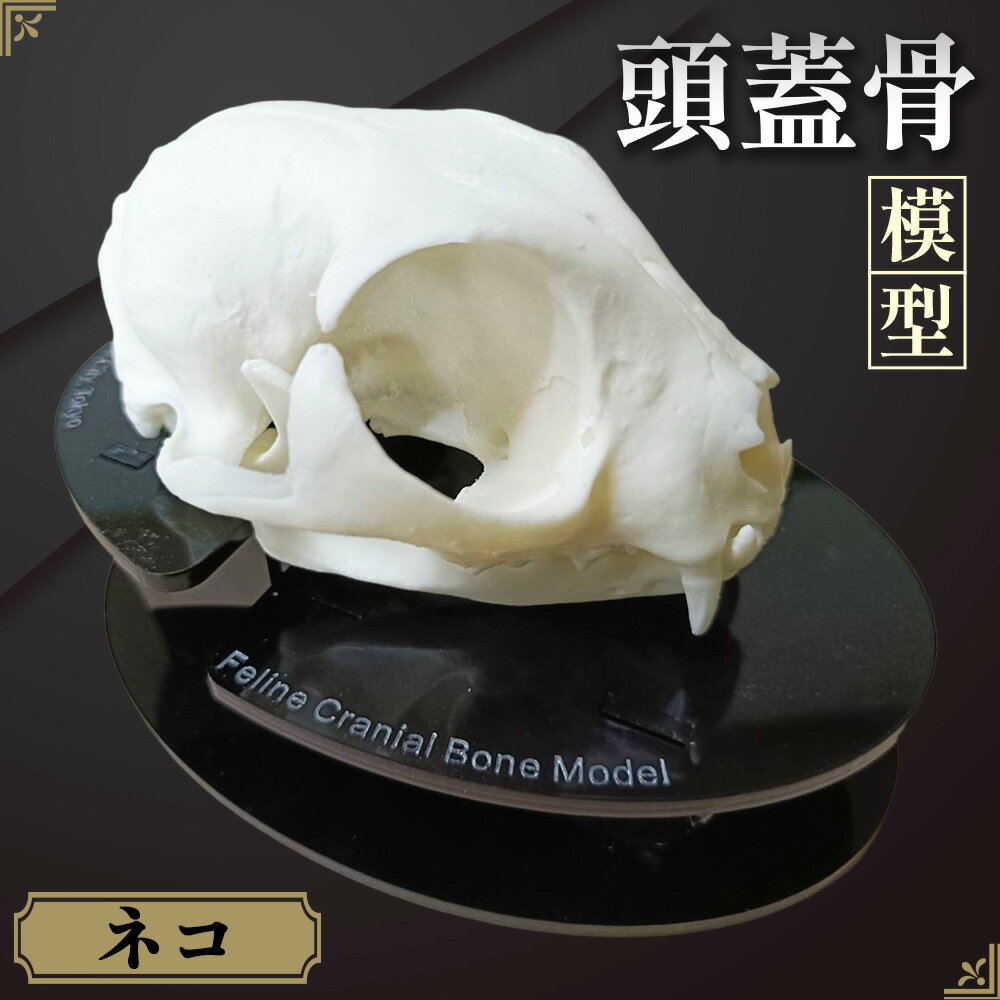 【ふるさと納税】ネコの頭蓋骨模型 ／ 模型 猫 骨 骨格 樹脂模型 獣医 診察室 インフォームドコンセント インテリア 東京都 No.153