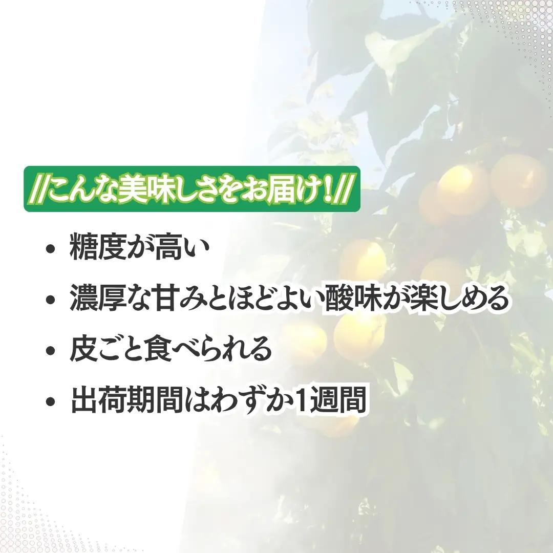 【2027年先行予約】あんず おひさまコット(生食/皮ごとOK)  バラ詰め約2kg| あんず 長野県 千曲市