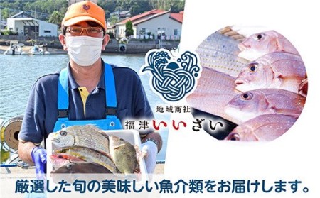 【年12回毎月】福津の旬の魚介類こだわり定期便【随時開始】[D6470a]