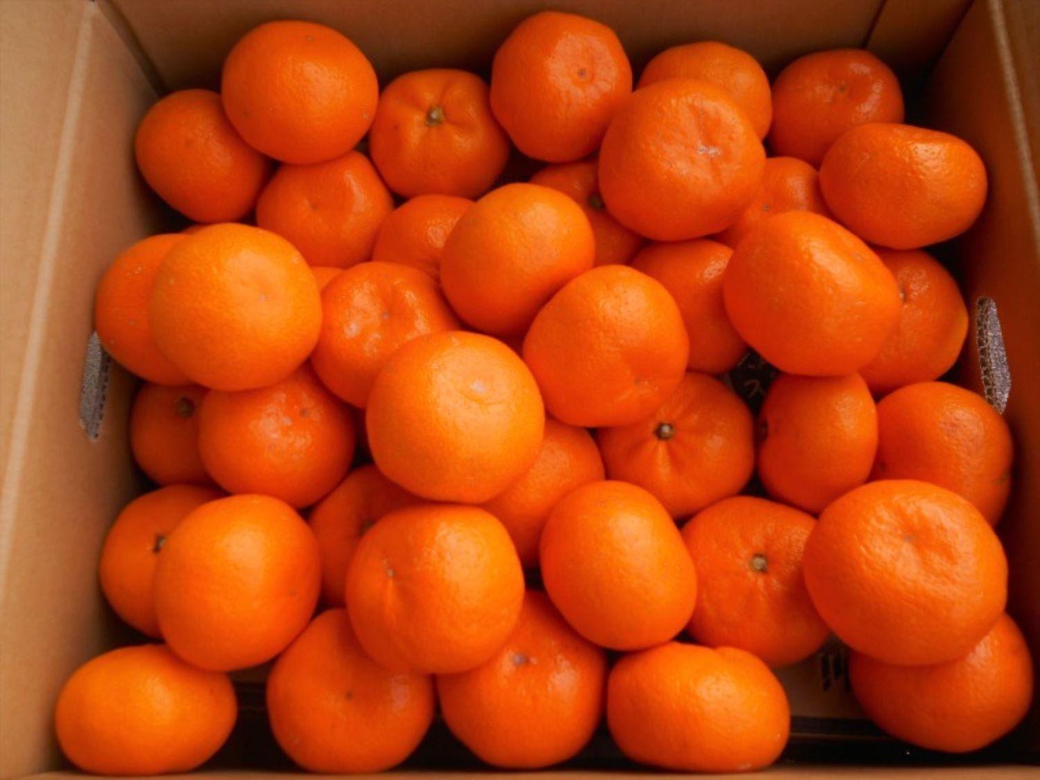 紀州有田みかん　秀品　約10kg サイズおまかせ　（Ｌ・M・S）いずれかお届け【SL43】 303446_CG90025