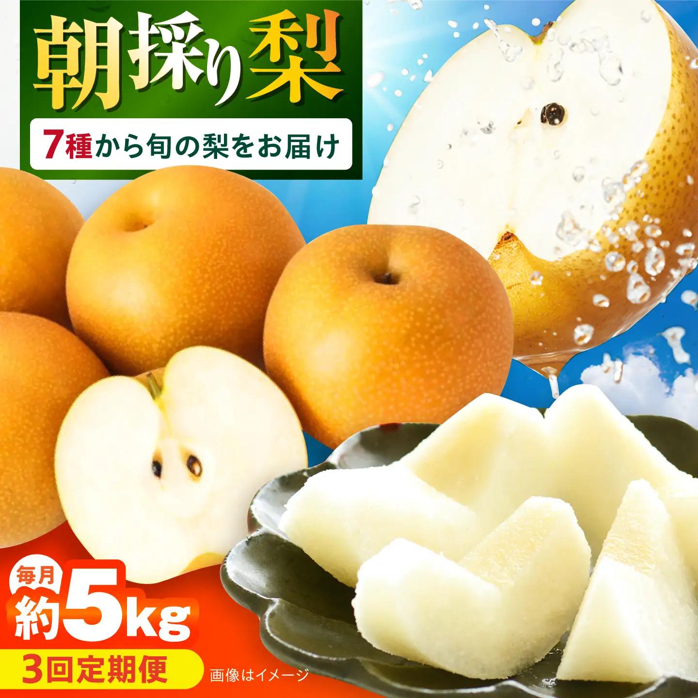 【3回定期便】 朝採り旬の梨 食べ比べ 約5kg/1回 梨定期便 フルーツ定期便 梨 ナシ なし フルーツ 果物 果物定期便 / 大村市 / 産直松吉 [ACZC010]
