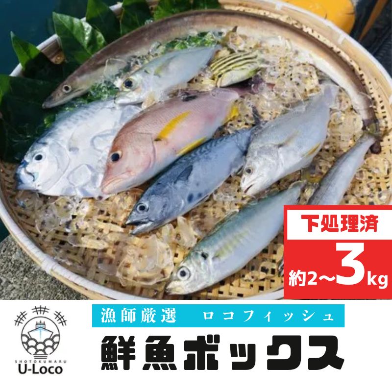 【A78003】漁師厳選！ロコフィッシュ(地魚) 下処理済 鮮魚 ボックス(約2～3kg)