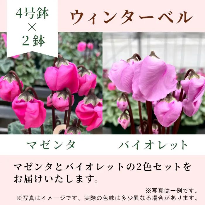 〈予約品〉【シクラメン：ウィンターベル】農林水産大臣賞受賞 愛知県産 シクラメン ４号鉢×２鉢 花 生花 マゼンタ バイオレット プレゼント 贈り物 鉢花 鉢 ガーデン ガーデニング 高品質 クリスマ