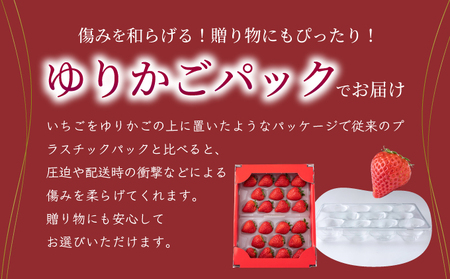 【先行予約】数量限定！あまい果汁溢れる！最高級品質”さがほのか” いちご いちご いちご いちご いちご いちご いちご いちご いちご いちご いちご いちご いちご いちご いちご いちご いちご