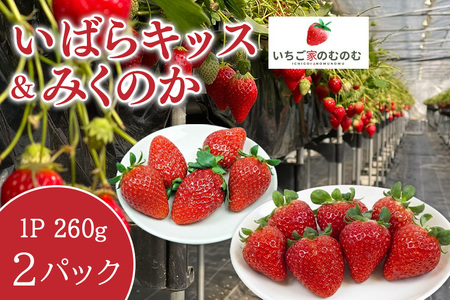 いちご 「いばらキッス」 1p ＆ 「みくのか」 1p 計2p イチゴ 苺 フルーツ 果物 くだもの 旬 産地直送 茨城県 石岡市 A28-008
