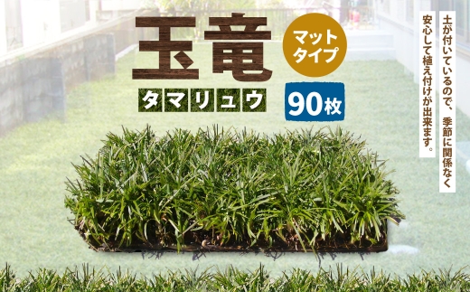 玉竜 タマリュウ たまりゅう 90枚 植物 プラント 芝生 ガーデニング ガーデニング用品