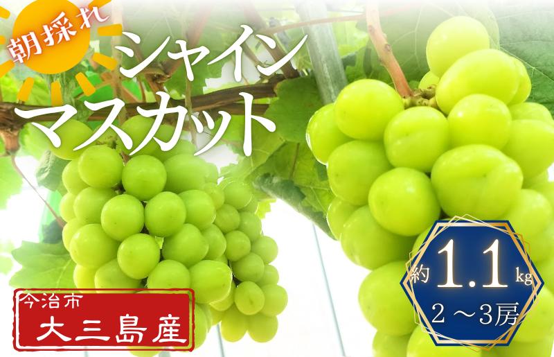 
                  シャインマスカット 2～3房　計約1.1kg【V003190】
                
