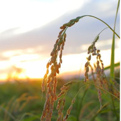 ふるさと納税 新庄市 魅惑のはえぬき(精米)1kg 令和6年産 |  | 02