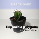 【ふるさと納税】ユーフォルビア ポリゴナ　Euphorbia polygona_栃木県大田原市生産品_Bear‘s palm | 塊根植物 codex ユーフォルビア　ポリゴナ　植物 プラント 人気 おすすめ 送料無料