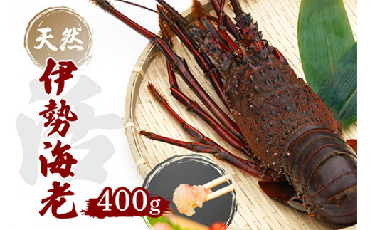 伊勢海老 400g 1尾 ～ 2尾  レシピ 付 天然 産地直送 活き 伊勢エビ 伊勢 海老 エビ イセエビ えび いせえび 刺身 さしみ 焼き物 味噌汁 鍋 塩ゆで ボイル エビフライ アレンジ可 新鮮 海鮮 ギフト 贈答 冷蔵 常温 浅野水産 贅沢 高級 刺し身 海鮮 ギフト 国産 高知 中土佐町 土佐