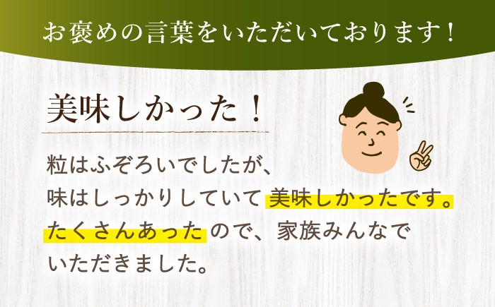 訳あり いちご 1kg