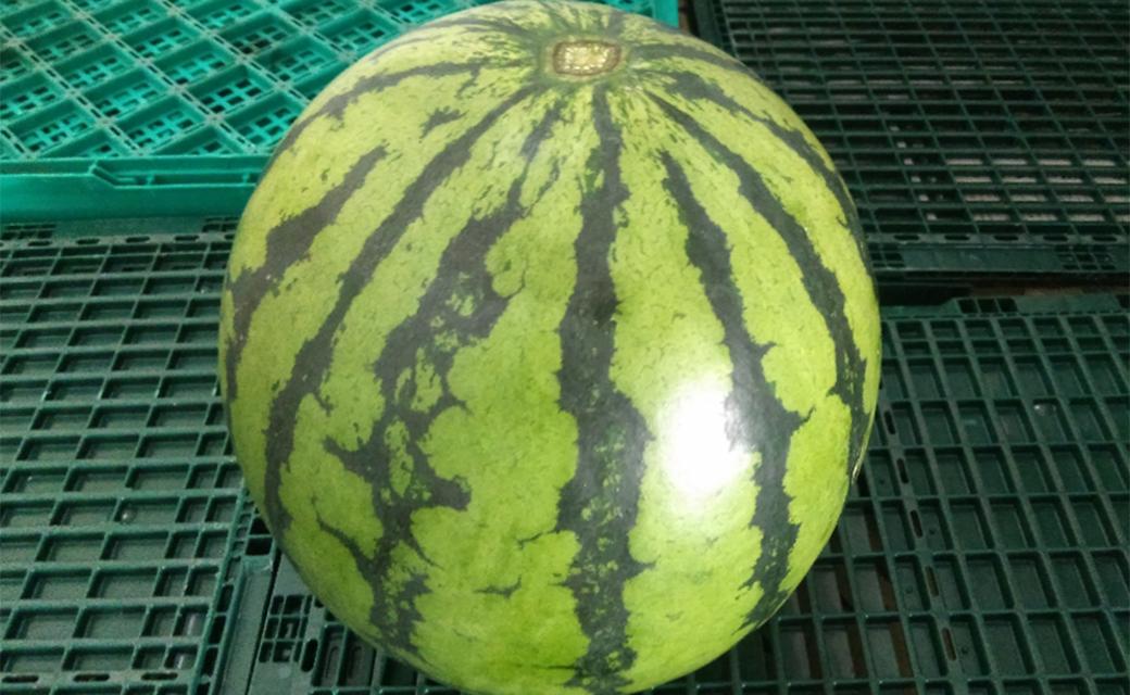 
            大玉 すいか 1玉 8kg 以上 西瓜 益城産【2026年4月下旬～7月上旬発送予定】
          