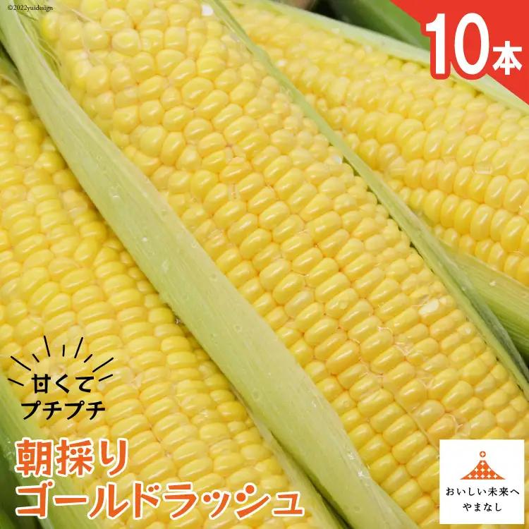【期間限定発送】 朝採り 即出荷 甘くてプチプチ ゴールドラッシュ 10本 [しゃんと畑 山梨県 韮崎市 20745241] 野菜 とうもろこし トウモロコシ