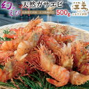 【ふるさと納税】《12月～順次出荷》北海道産 「幻のえび」希少な天然ガサエビ 500g　引き締まった身肉と飽きのこない旨味 濃いエビの味が楽しめます！　国産　江差近海産　天然もの　エビかご漁師直送　最良品厳選　生食可　お刺身　天ぷら　エビフライ　海老