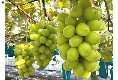 【訳あり】シャインマスカット3房（2.0kg以上）【2025年10月中旬～11月上旬発送予定】（星のさと・ぶどう工房）