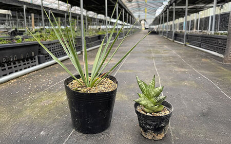 ユッカ リギダ ＆ サンセベリア ボンセレンシスドワーフ 各1株 Yucca rigida ＆ sansevieria boncellensis dwarf 長与町/アグリューム　[EAI220] 