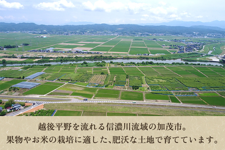 【令和8年産新米先行予約】新潟県加茂市産コシヒカリ 精米5kg（5kg×1袋）《10月上旬～順次出荷》