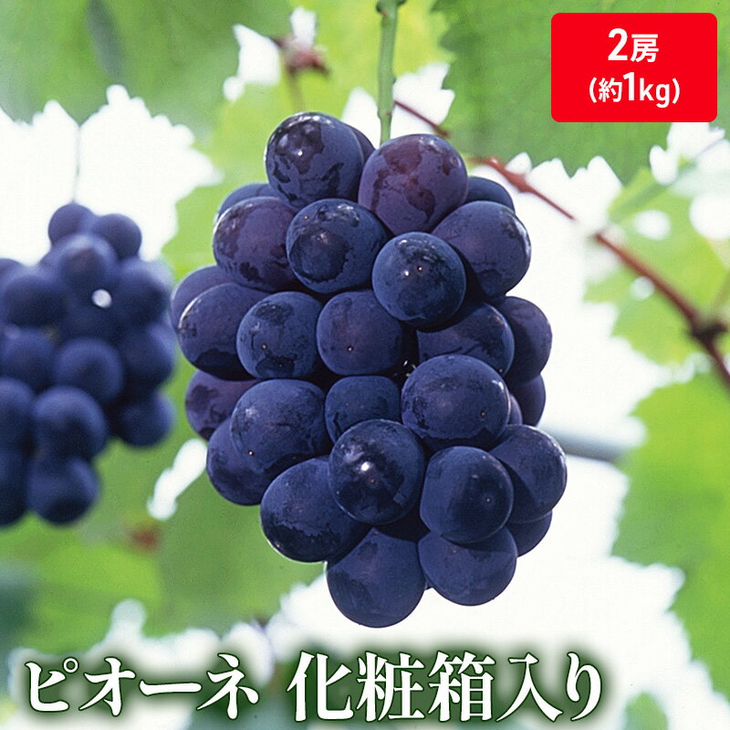 【ふるさと納税】大粒で濃厚な甘み「ピオーネ」　2房（化粧箱入り）約1kg 果物 ぶどう フルーツ 　お届け：2025年7月上旬～9月上旬頃※状況によって希望通りお届けできない場合もあります。