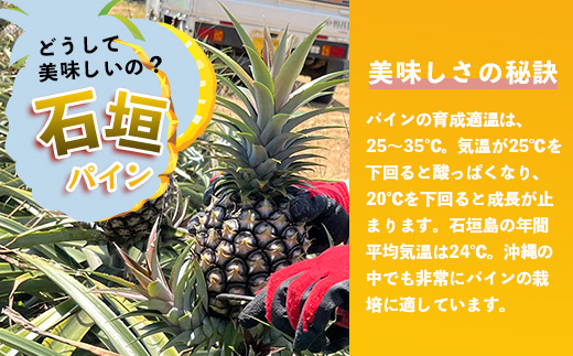 【先行予約】石垣島産 ピーチパイン (4玉 約3㎏) 《5月上旬頃より順次発送》石垣さんちの石垣トロピカルファーム TP-11