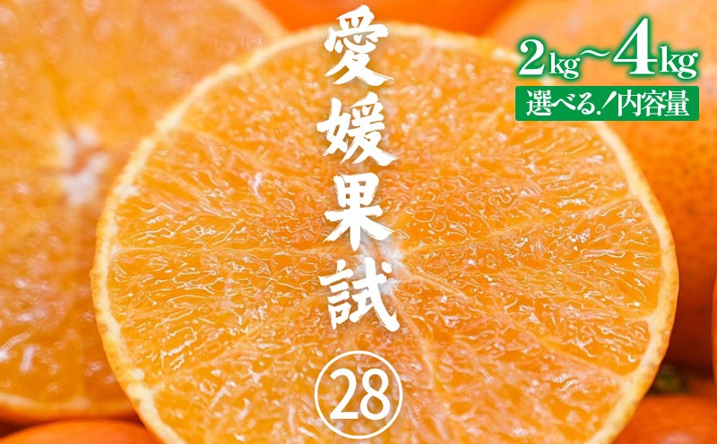 
                  訳あり 愛果28号（紅まどんな と同品種） みかん約2kgから約4kg |  紅マドンナ と同品種 まどんな マドンナ 柑橘 果物 フルーツ あいか 愛果28号 みかん 松山市 愛媛県
                