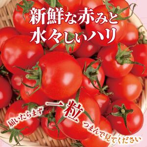 【ふるなびWEEK対象】 【先行受付】 新鮮トマト1kg 【安田町産】| トマト TR-03