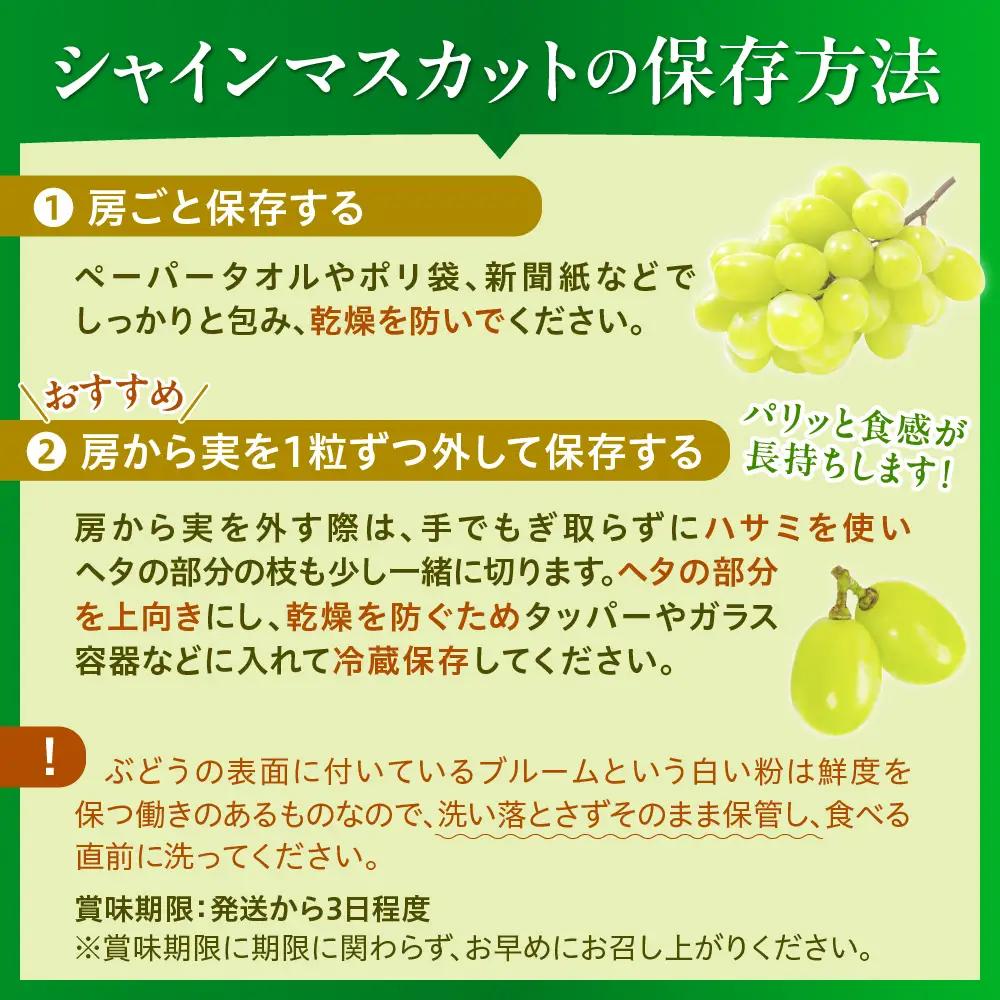 ぶどう シャインマスカット 2-3房 1kg 秀品 令和8年産 ぶどう