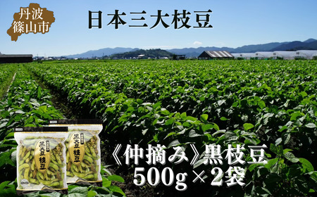 【先行予約】丹波黒枝豆 500g×2袋　仲摘み 枝豆 [CU08]
