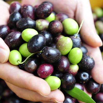 ふるさと納税 小豆島町 1st-ORIGIN エキストラバージンオリーブオイル小豆島産100% |  | 02