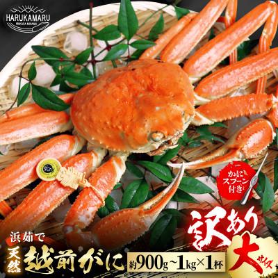 ふるさと納税 美浜町 (2026年12月発送)はるか丸が厳選!!　【訳あり越前がに大サイズ1杯】とれたて冷蔵でお届け