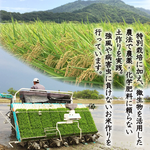【令和7年度産】 ミルキークイーン 約9kg 白米 特別栽培米 精米 滋賀県 彦根市 ミルキークイーン