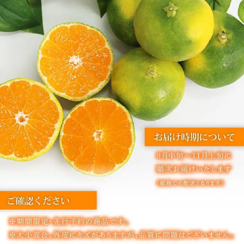 【先行予約】訳あり 極早生みかん 5kg | 温州みかん みかん 蜜柑 ミカン 柑橘 緑のみかん 酸っぱい 酸味 家庭用 秋の味覚 旬 ごくわせ フルーツ 果物 くだもの 産地直送 数量限定 期間限定