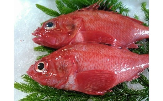 B-72002【年内配送可】  【北海道根室産】キンキ(下ごしらえ済)2尾