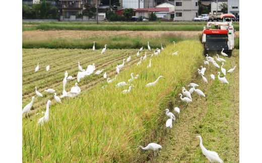 [定期便／3ヶ月] 低農薬栽培のコシヒカリと彩のきずな 食べ比べセット《白米》計27kg (4.5kg×2種×3ヶ月連続)｜おいしい お米 コメ こめ ご飯 ごはん お取り寄せ 直送 贈り物 贈答品 