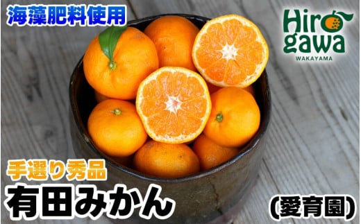 ▼有田みかん 海藻施用 手選果 10kg ※11月中旬～翌年1月中旬頃に順次発送予定 / 甘い 産地直送 みかん 旬 蜜柑 ミカン 柑橘 果物 フルーツ 和歌山県 広川町【aii004-r-10A】