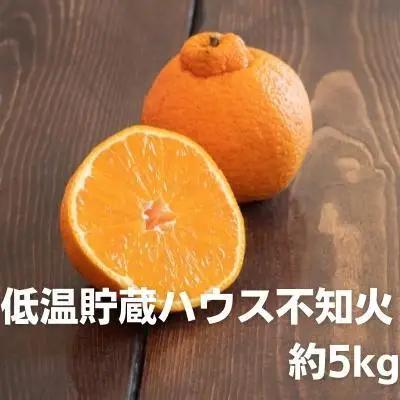 不知火 低温貯蔵ハウス みかん 柑橘 不知火【約5kg】【先行予約】