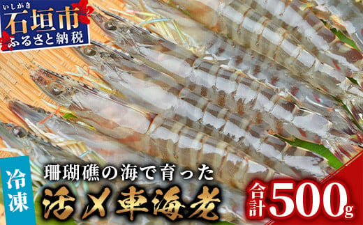 車えび500g【冷凍】25尾 ～ 33尾 沖縄県 石垣島 石垣市 クルマエビ くるまえび Sサイズ【嬉しい真空パック】エビ 海老 えび BE-5