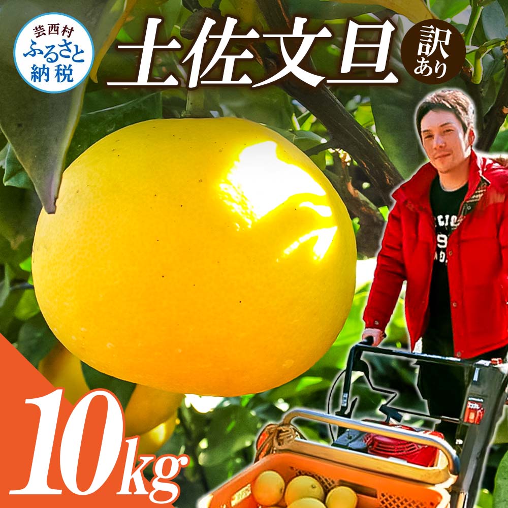 【先行予約】ワケあり土佐文旦(※シミ・キズあり) 10kg・ サイズおまかせ 産地直送 フルーツ 果物 在庫限り
