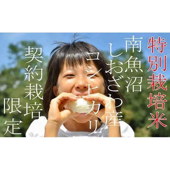 【令和7年産】【精米８Kg】特別栽培 生産者限定  南魚沼しおざわ産コシヒカリ