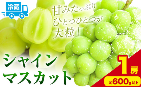 シャインマスカット 約600g以上 (1房) 黒川農園【先行予約】《10月上旬-11月中旬頃出荷》 ぶどう 送料無料 岡山県 浅口市 ぶどう フルーツ 果物 くだもの【配送不可地域あり】