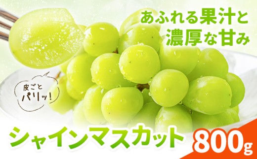 シャインマスカット 800g 株式会社エフビーネット《8月中旬-9月上旬頃出荷》熊本県 菊池市 ぶどう ブドウ マスカット 果物 フルーツ デザート ギフト ご贈答 熊本県産