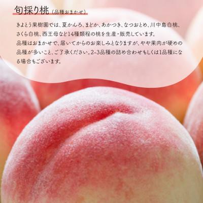 ふるさと納税 津山市 【発送月固定定期便】【2026年先行予約】桃とピオーネ&シャインマスカット贅沢2回便(岡山産)全2回 |  | 02