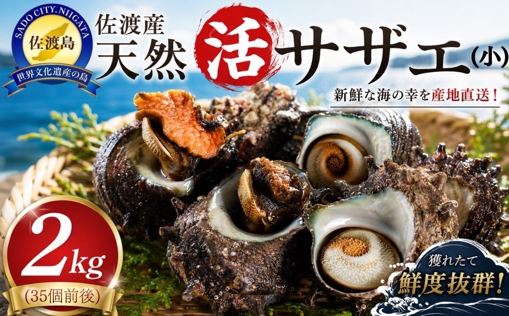 
                  【佐渡産 天然活サザエ】2kg 小サイズ35個前後 小木三崎産 生け簀活かし 砂抜き不要 | 新潟県産さざえ 佐渡産さざえ 佐渡島産サザエ サザエ さざえ 栄螺 活さざえ 貝 海鮮 魚介 魚介類 つぼ焼き 壺焼き さざえご飯 刺身 にいがた さど 新潟県 佐渡市
                