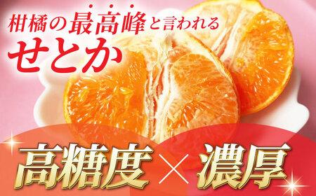 【2026年2月下旬から発送】せとか みかん 約2.5kg 果物 化粧箱入り フルーツ ギフト【小春農園】[ZBN002]
