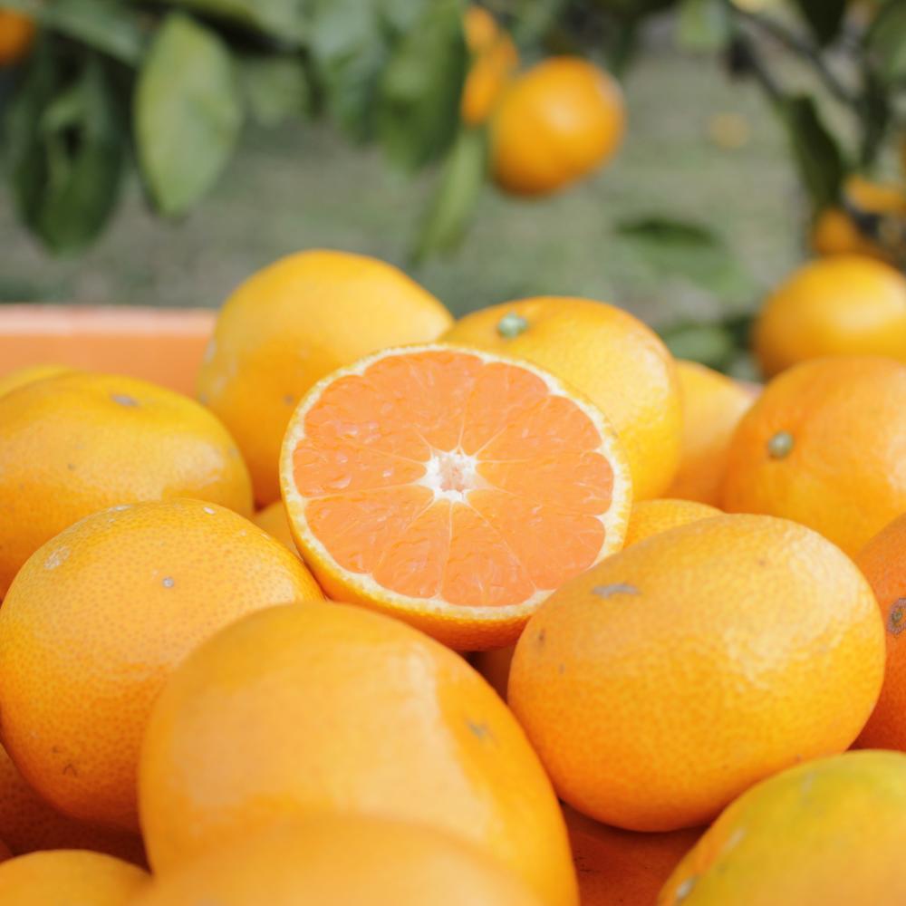 【ふるさと納税】長崎県産 温州みかん 3kg 個数 サイズ おまかせ | フルーツ 果物 くだもの みかん 蜜柑 柑橘 かんきつ 旬 国産 アフター保証 送料無料【2025年10月上旬～2026年1月下旬迄発送予定】