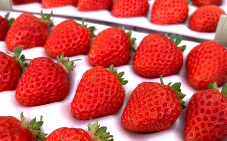 四季成りイチゴ（キッツ信大BS8-9）1200g 【株式会社キッツ】 [AXCC002] いちご いちご いちご いちご