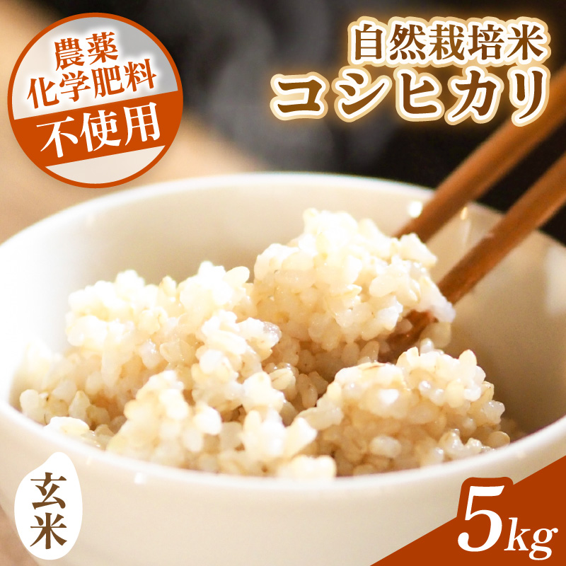 【先行予約】【令和8年産】コシヒカリ 玄米 5kg 化学肥料 農薬不使用 自然栽培米 / 北陸 福井県産 あわら市 ブランド米 玄米 お米 コメ ※2026年10月上旬以降順次発送予定 [aw138-
